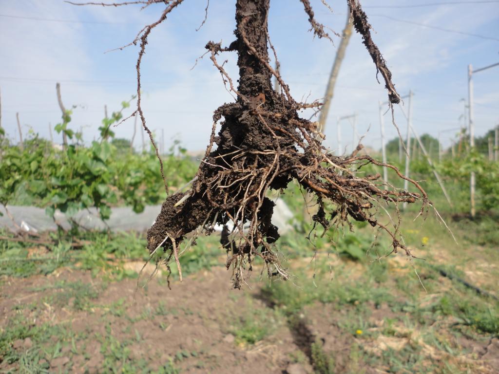 Жизнь корней винограда 