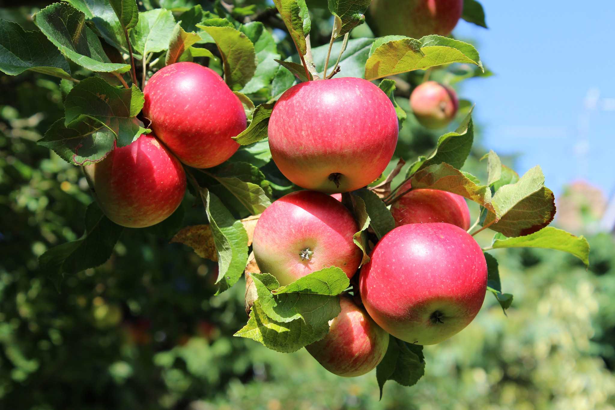 Спуровые сорта яблонь, которые стоит посадить 